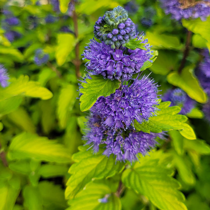 Caryopteris clandonensis 'Good as Gold'®