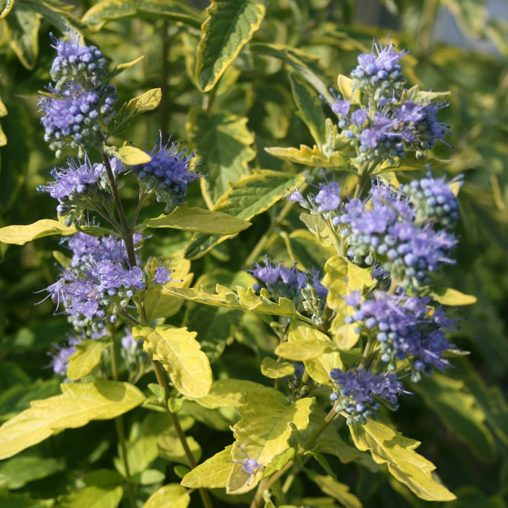 Caryopteris clandonensis 'Summer Sorbet'®