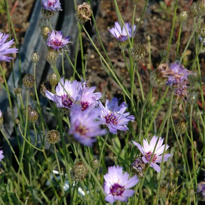 Catananche caerulea