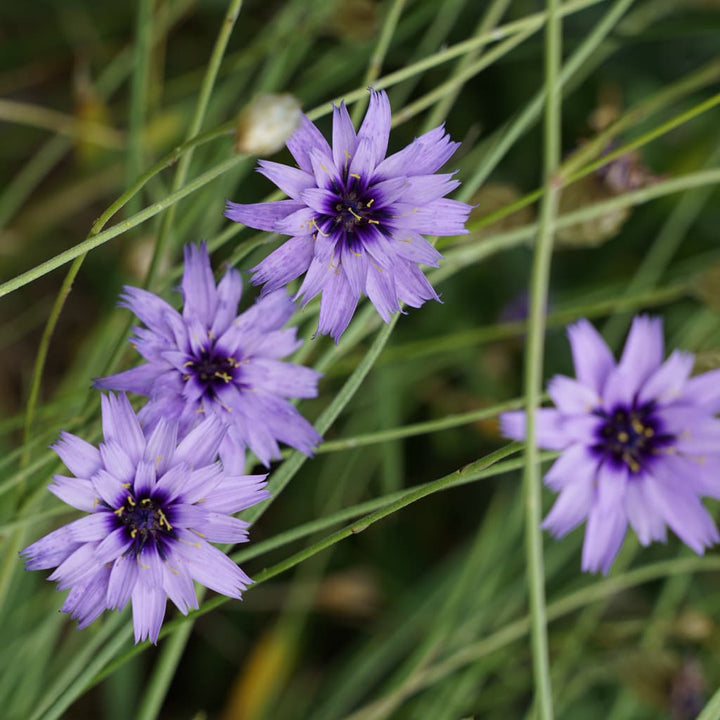 Catananche caerulea