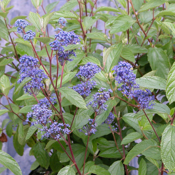 Ceanothus delilianus 'Topaze'