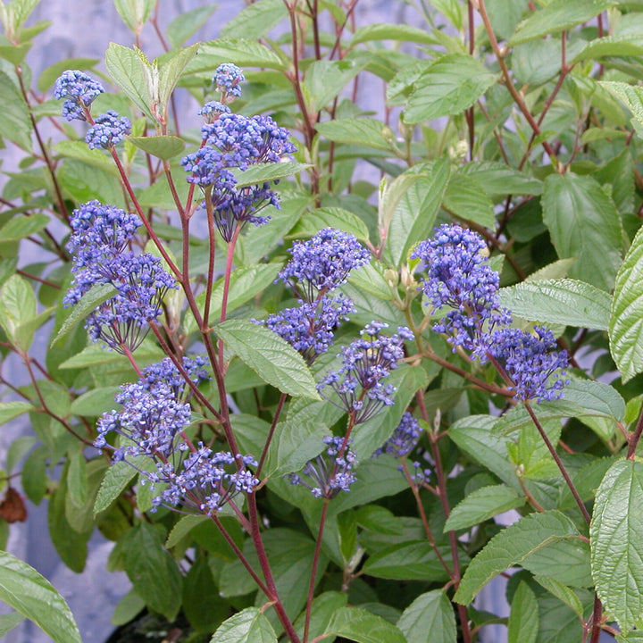 Ceanothus delilianus 'Topaze'