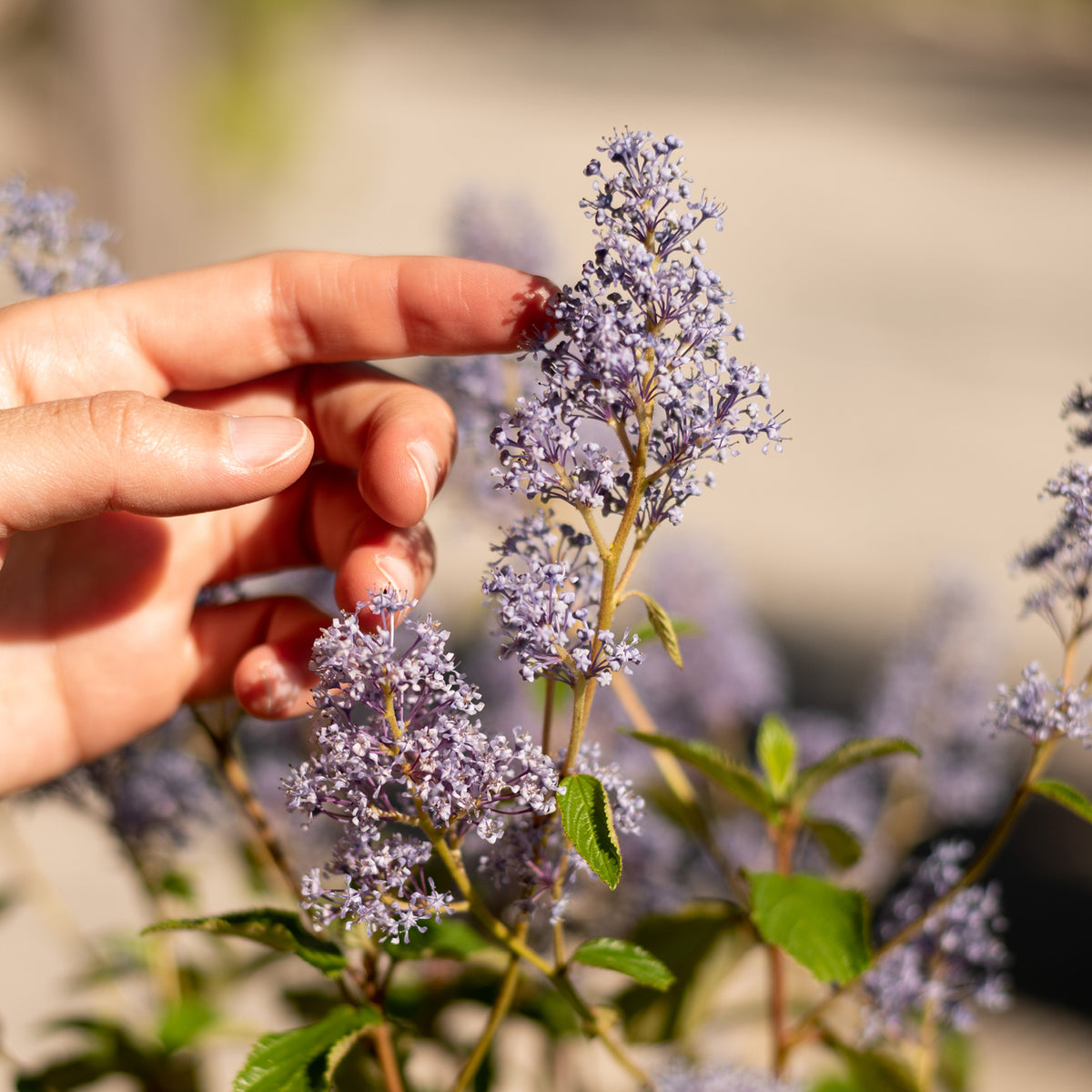Blüte der Ceanothus 'Gloire de Versailles'