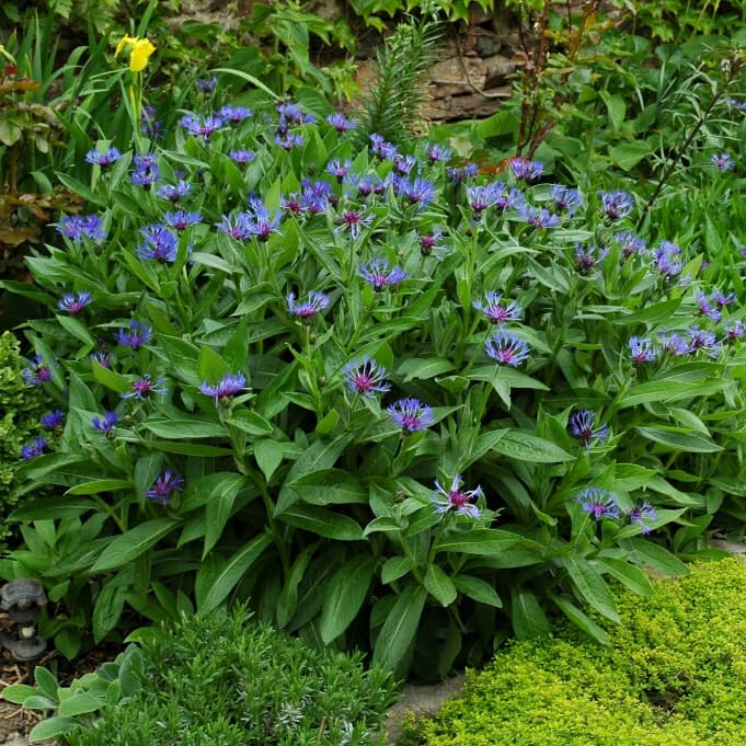 Centaurea montana