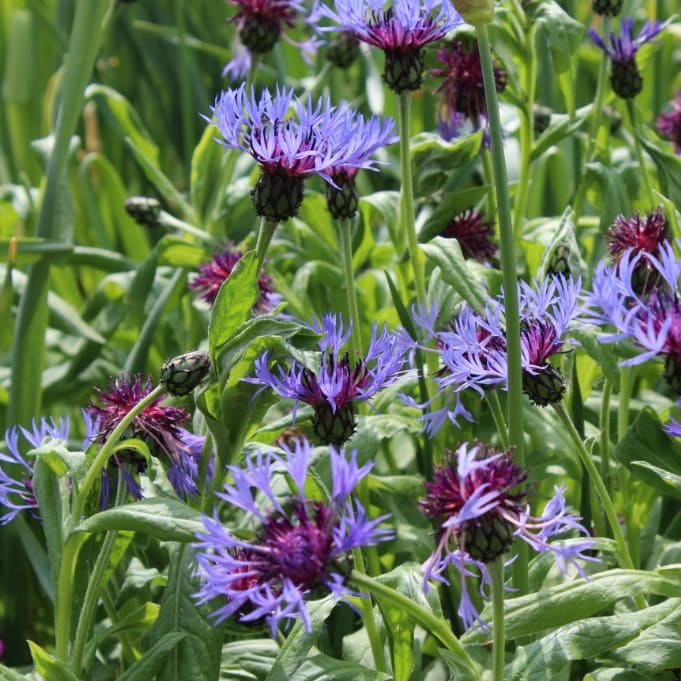 Centaurea montana