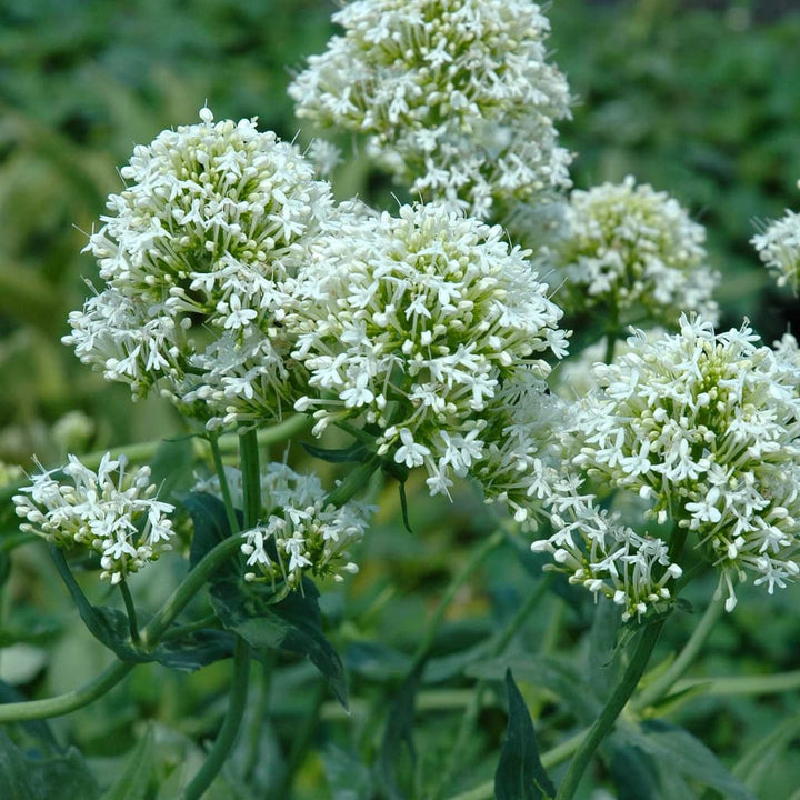 Centranthus ruber 'Albus'