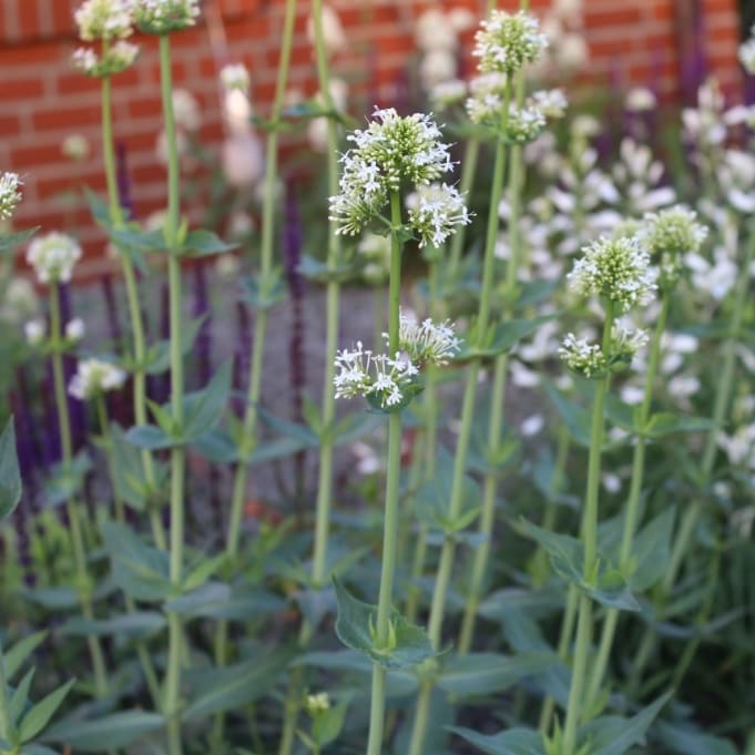 Centranthus ruber 'Albus'