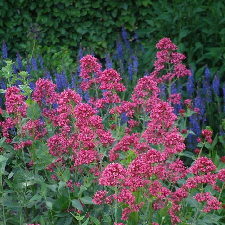 Centranthus ruber 'Coccineus'