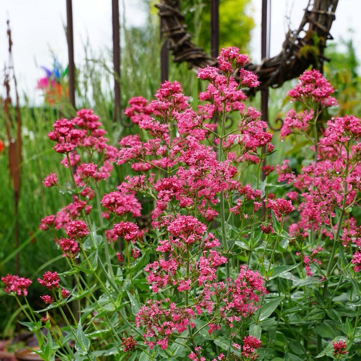 Centranthus ruber 'Coccineus'