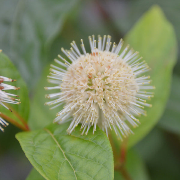 Cephalanthus occidentalis 'Fiber Optics' ®