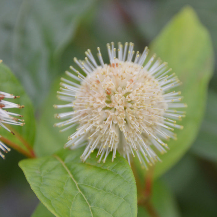 Cephalanthus occidentalis 'Fiber Optics'®