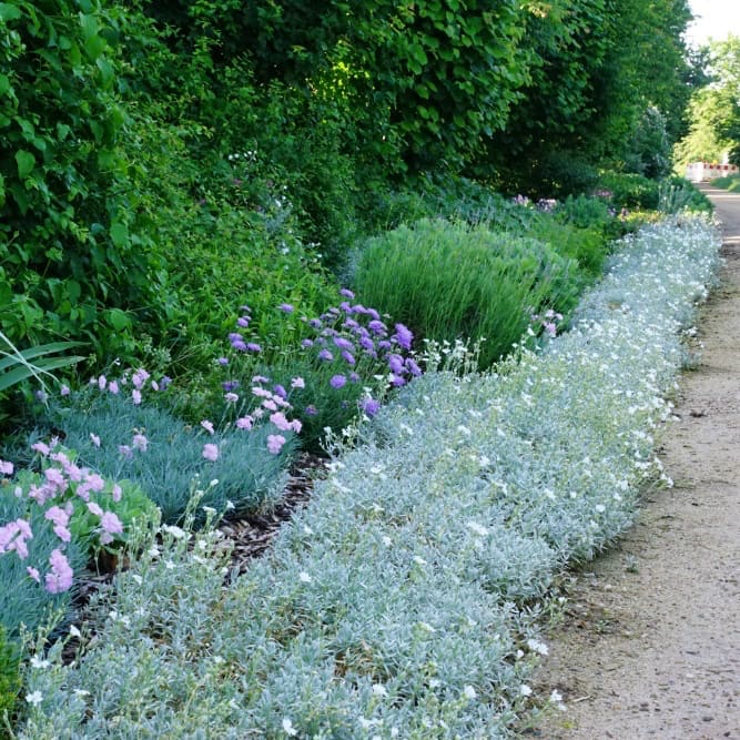 Cerastium tomentosum 'Silberteppich'