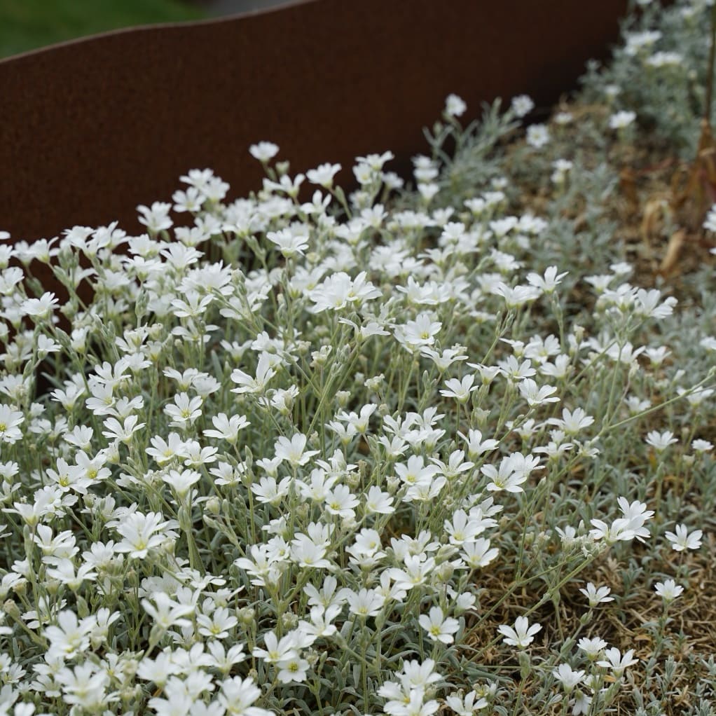 Cerastium tomentosum 'Silberteppich'