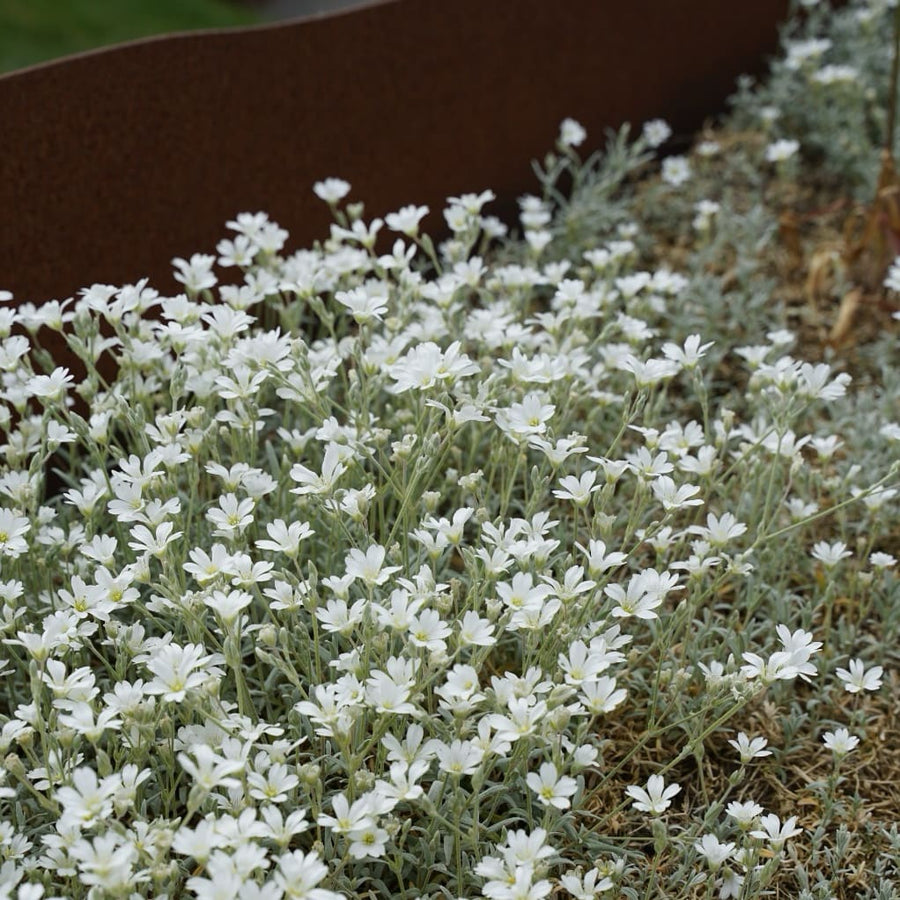 Cerastium tomentosum 'Silberteppich'