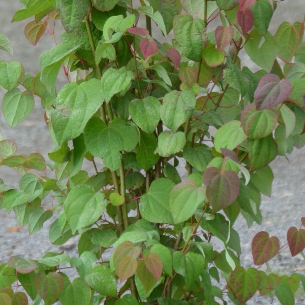 Cercidiphyllum japonicum