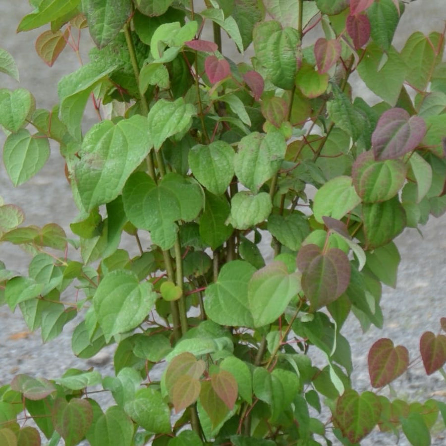 Cercidiphyllum japonicum