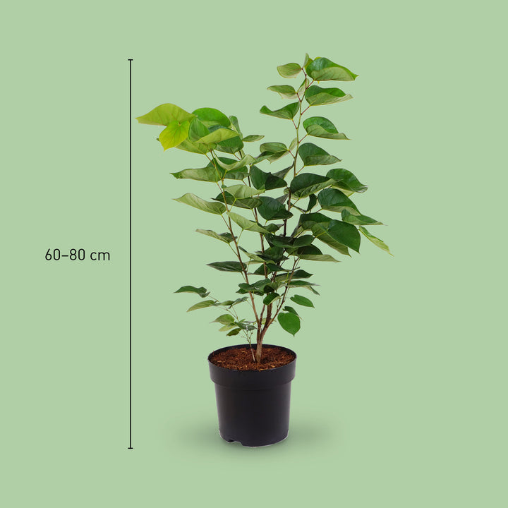 Größe von Cercis chinensis 'Avondale'