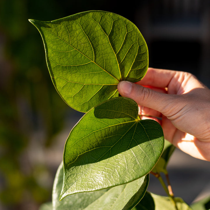 Laub von Cercis chinensis 'Avondale'