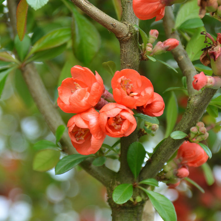 Chaenomeles 'Friesdorfer'
