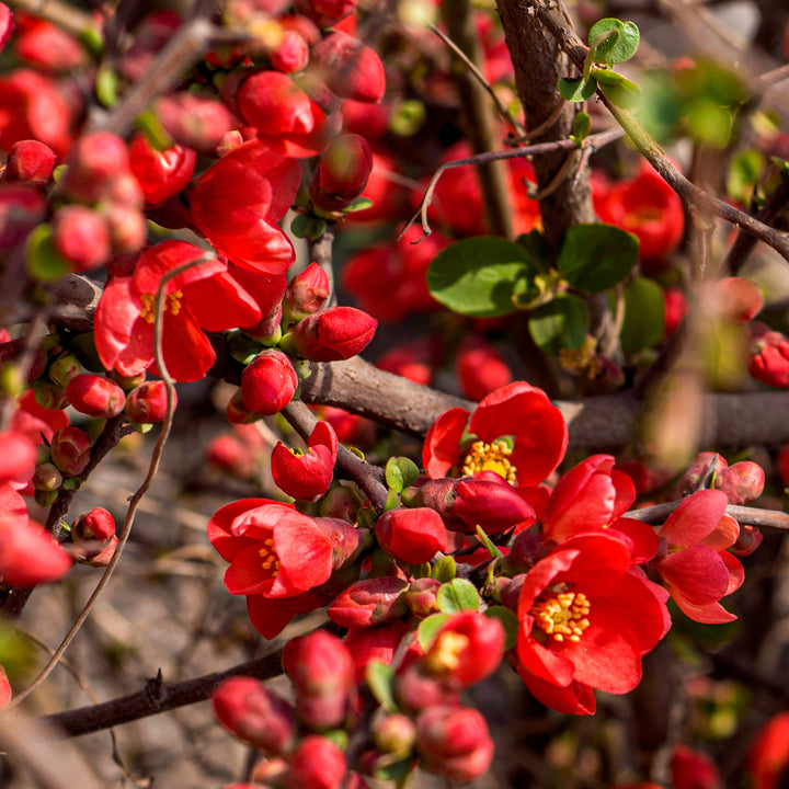 Blüte von Chaenomeles japonica 'Red Joy'