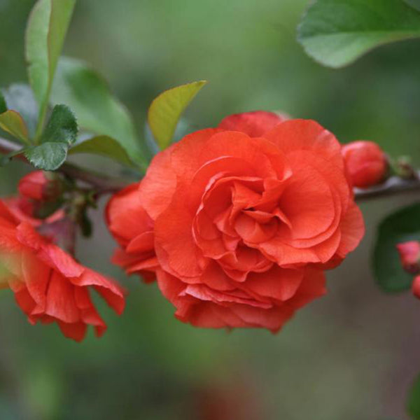 Chaenomeles 'Orange Storm'®
