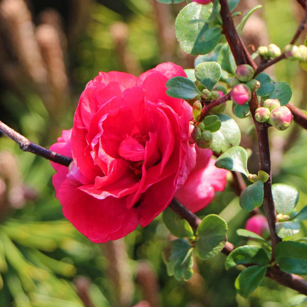 Chaenomeles 'Pink Storm'®