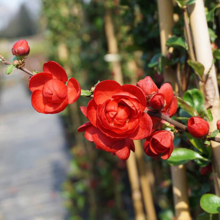 Chaenomeles 'Scarlet Storm'®