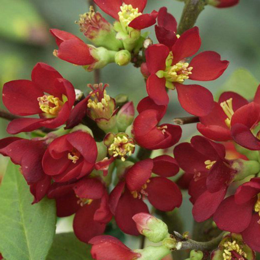 Chaenomeles speciosa 'Hot Fire'®