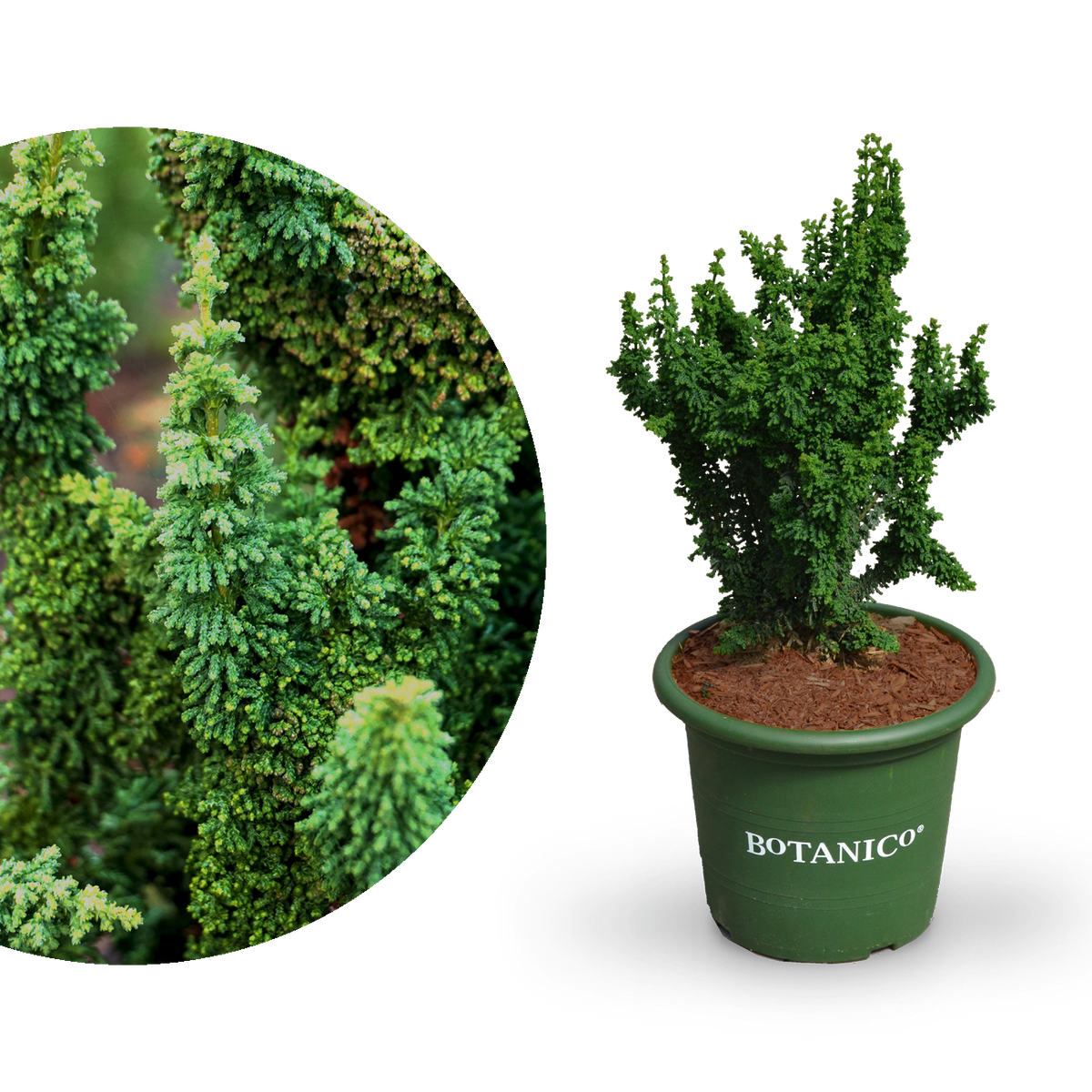Große Chamaecyparis obtusa 'Chirimen'