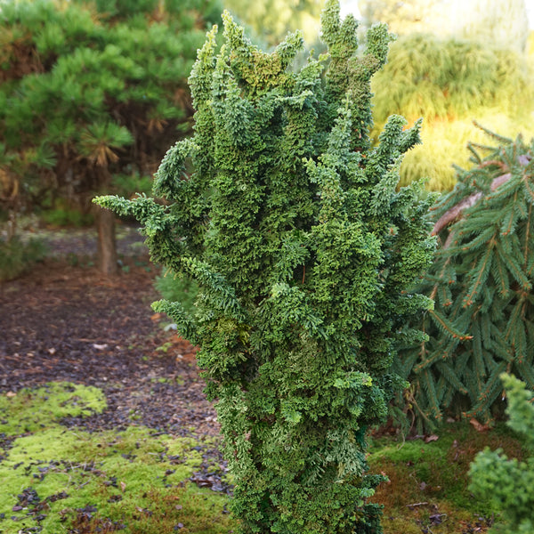 Hinoki-Scheinzypresse 'Chirimen' im Garten