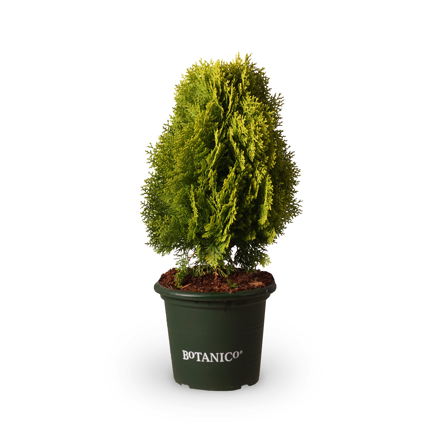 Chamaecyparis obtusa 'Nana Aurea' kaufen