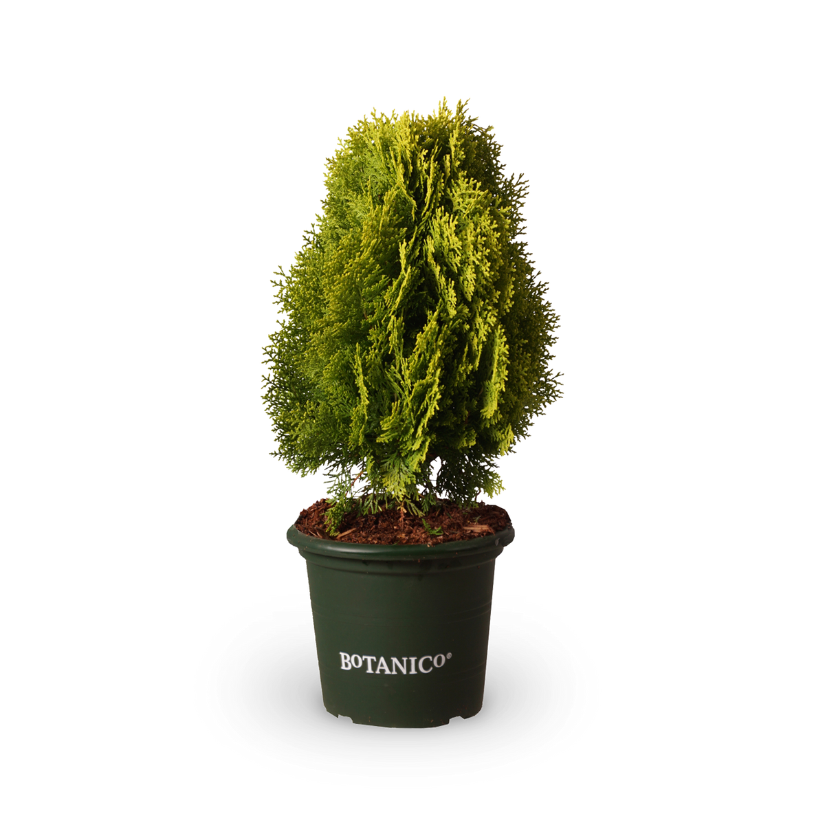 Chamaecyparis obtusa 'Nana Aurea'