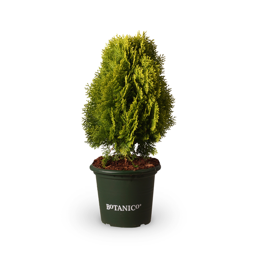 Chamaecyparis obtusa 'Nana Aurea'