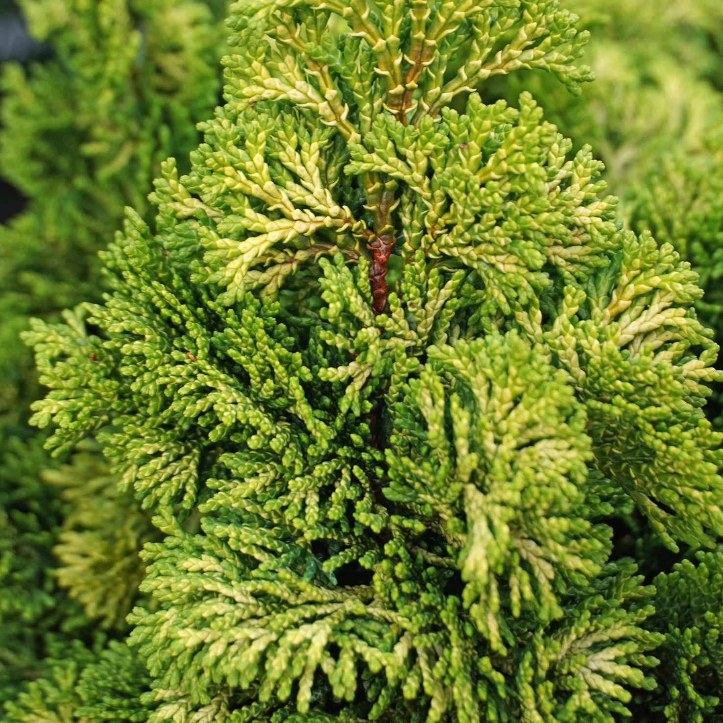 Chamaecyparis obtusa 'Nana Aurea'
