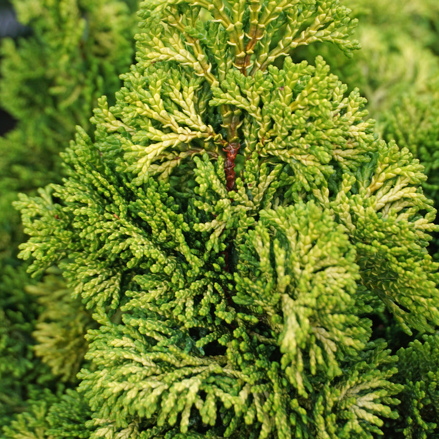 Chamaecyparis obtusa 'Nana Aurea'