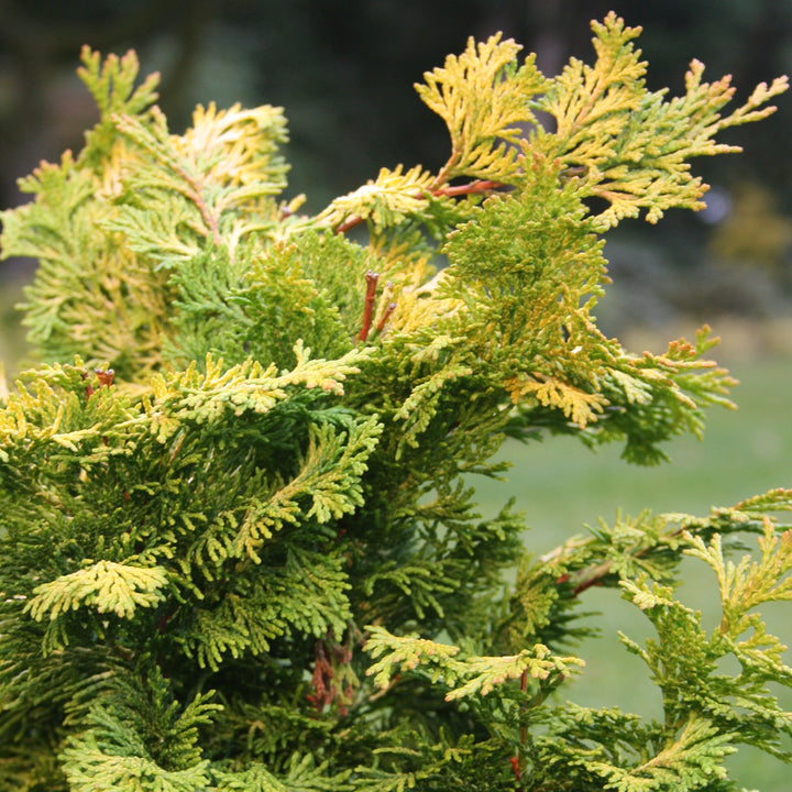 Chamaecyparis obtusa 'Rashahiba'