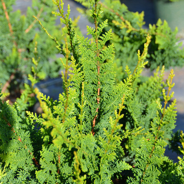 Chamaecyparis obtusa 'Teddy Bear'