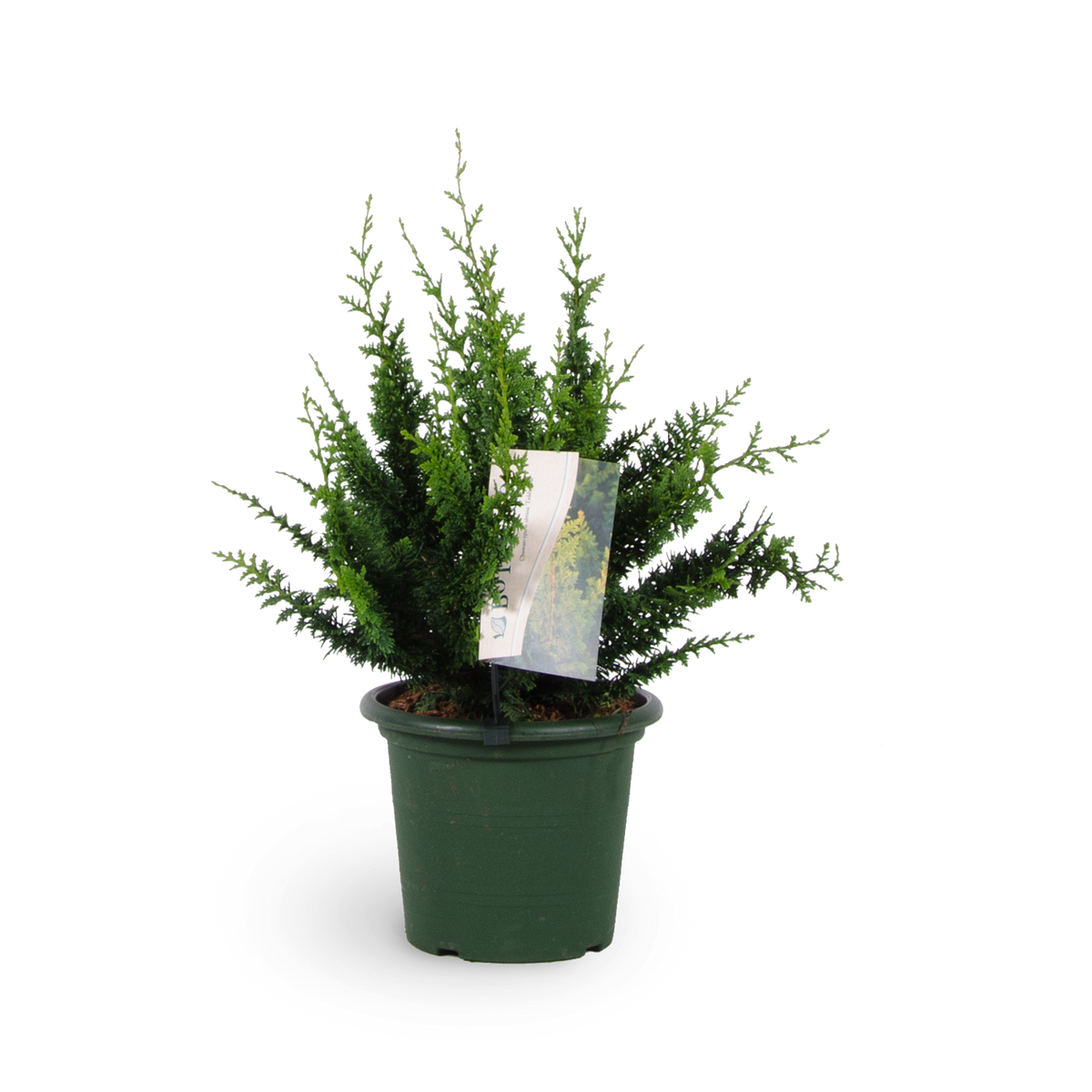 Chamaecyparis obtusa 'Teddy Bear'