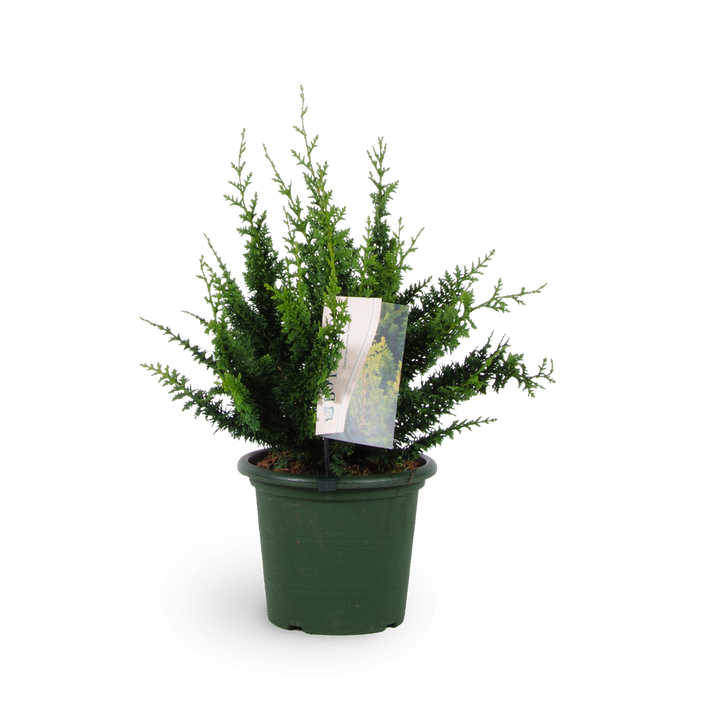 Chamaecyparis obtusa 'Teddy Bear'