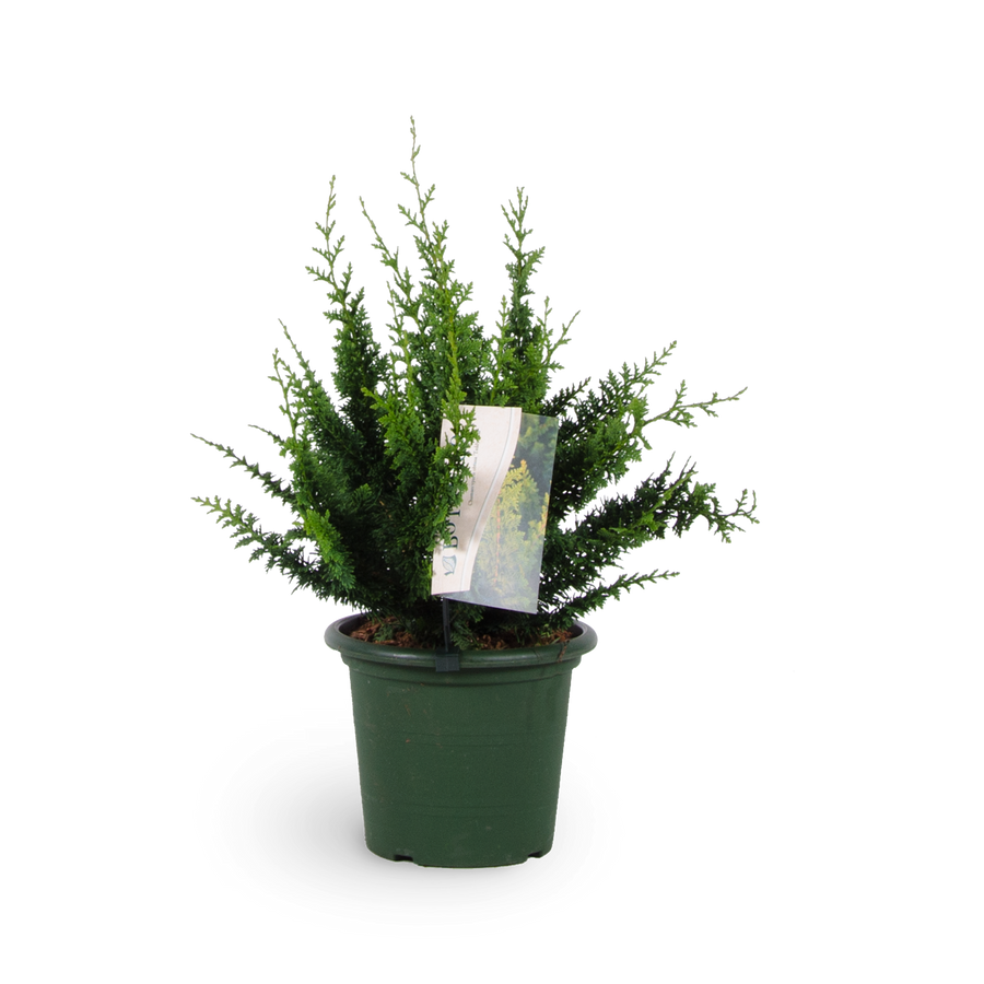 Chamaecyparis obtusa 'Teddy Bear'