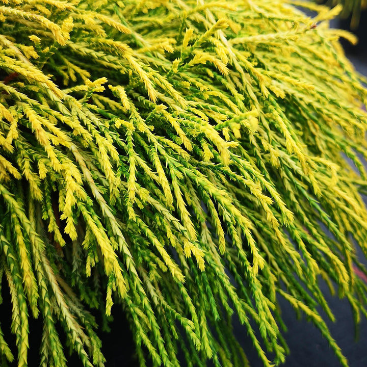 Chamaecyparis pisifera 'Filifera Sungold'