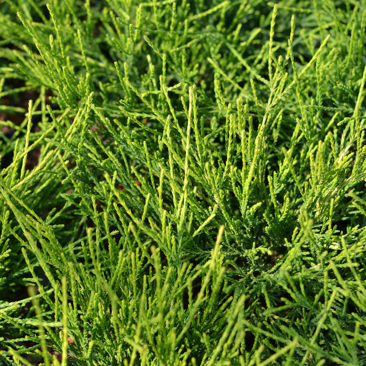 Chamaecyparis pisifera 'Golden Mop'