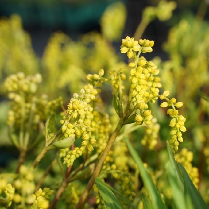 Chiastophyllum oppositifolium