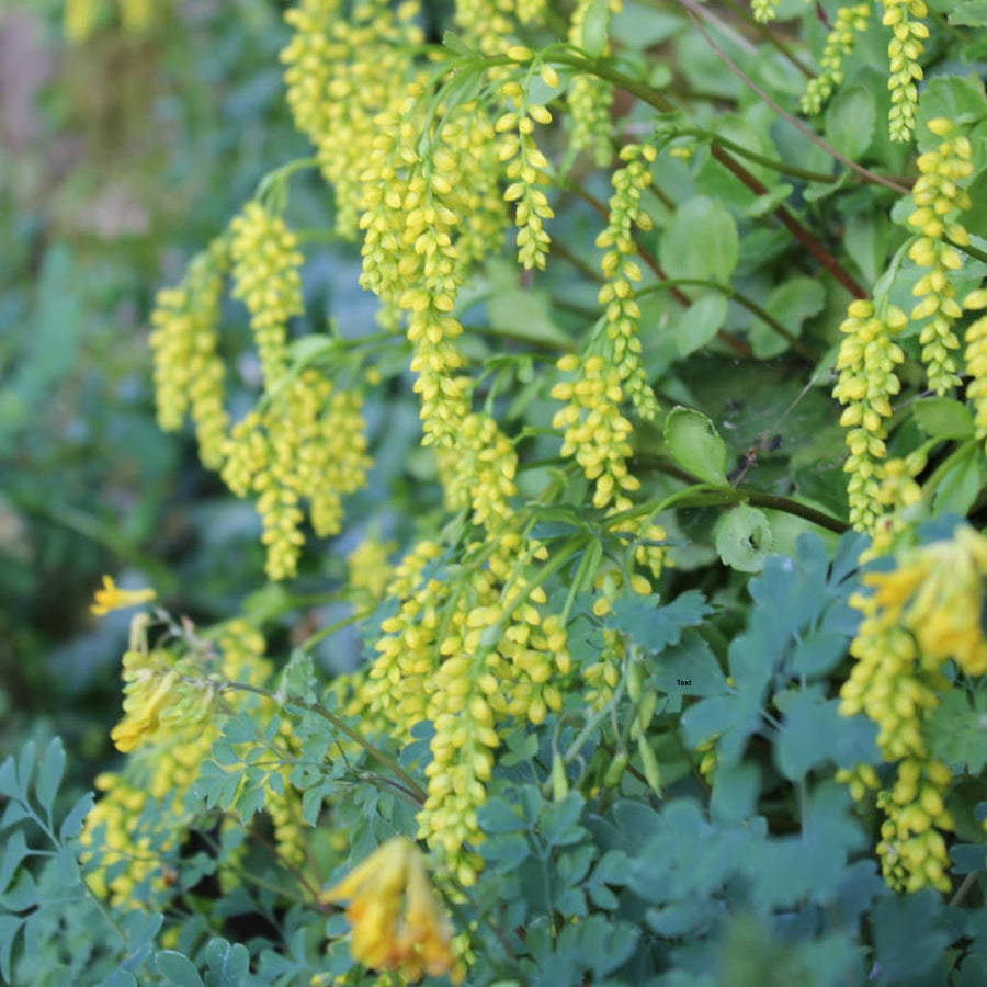 Chiastophyllum oppositifolium