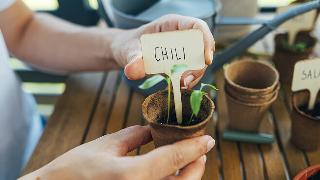Chili-Keimlinge mit Pflanzenschild