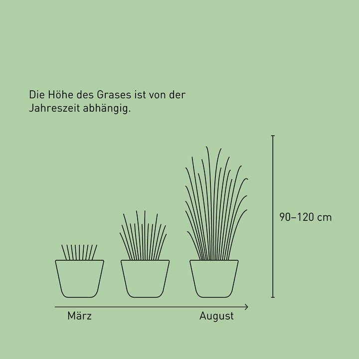 Größe des Chinaschilfs 'Ferner Osten'