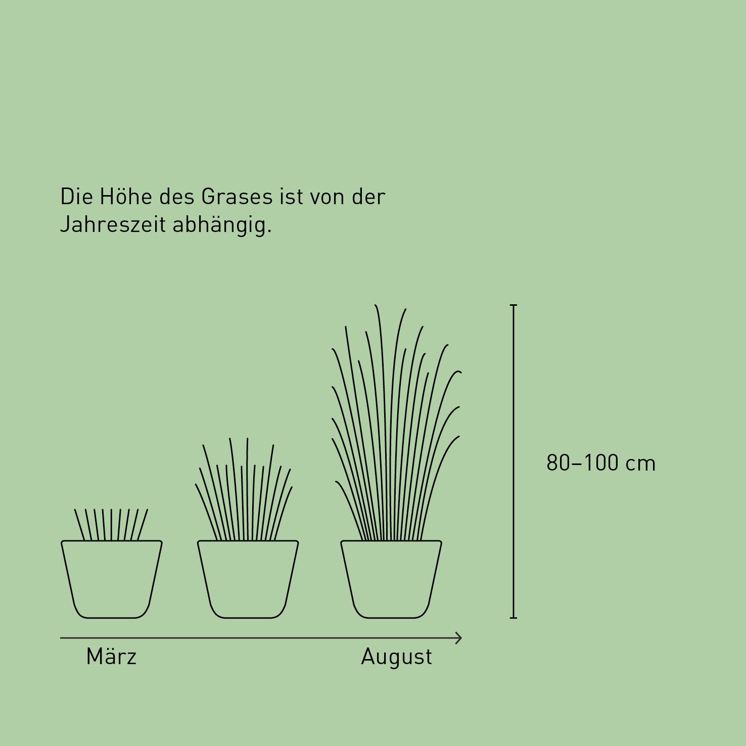 Größe des Chinaschilf 'Gracillimus'