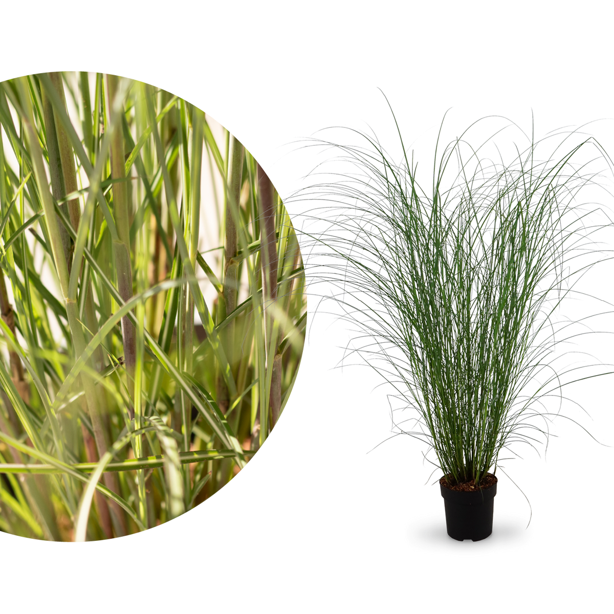 Chinaschilf 'Gracillimus'