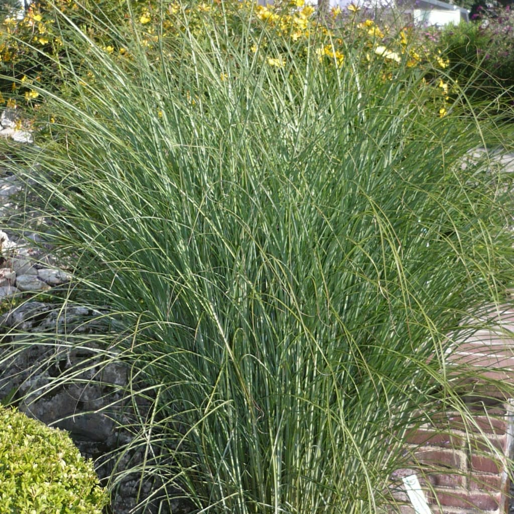 Chinaschilf 'Gracillimus'