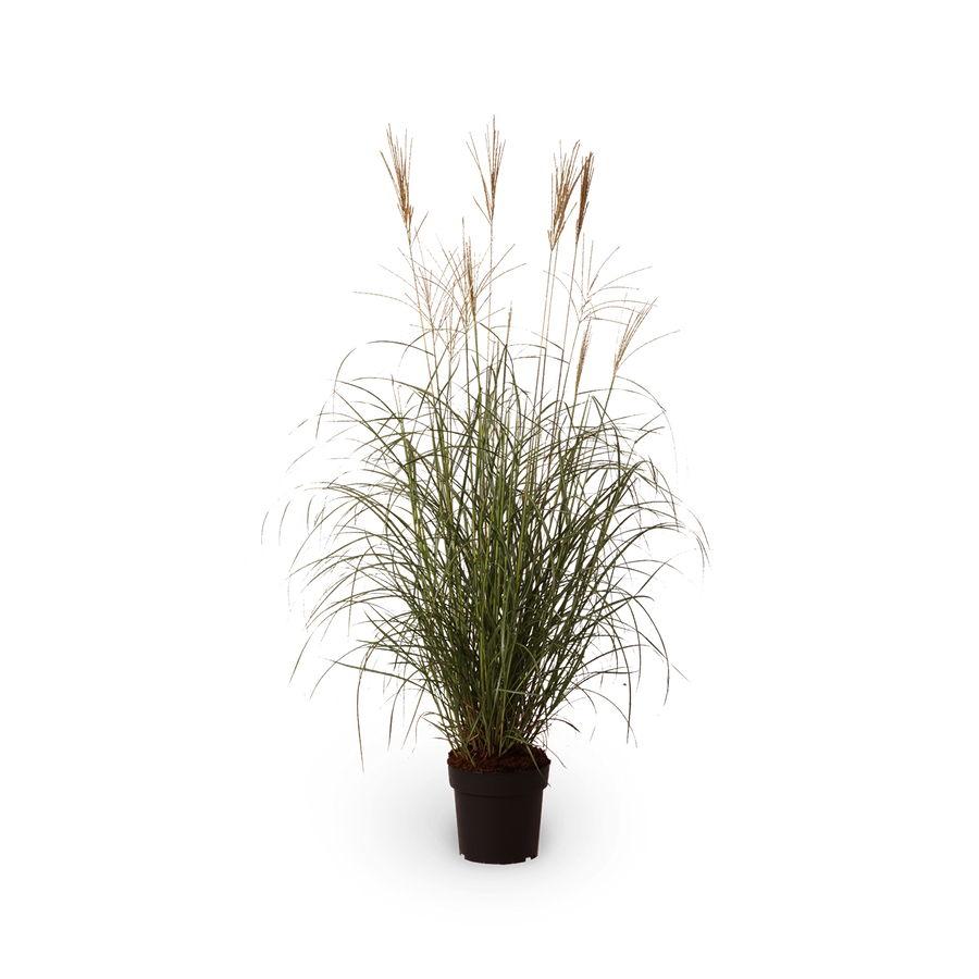 Chinaschilf 'Hermann Müssel'
